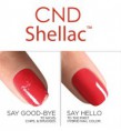 /album/galerij/shellac-jpg2/